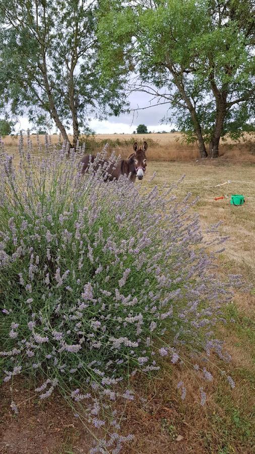 Camping La Petite Houmee Curzay-sur-Vonne 외부 사진